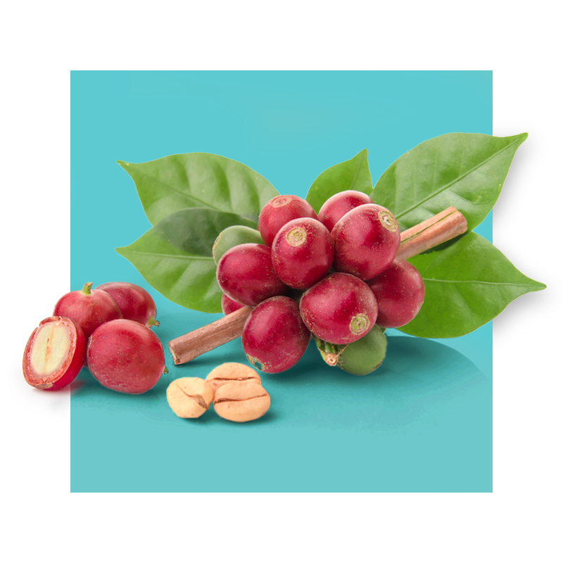 image of coffee cherries