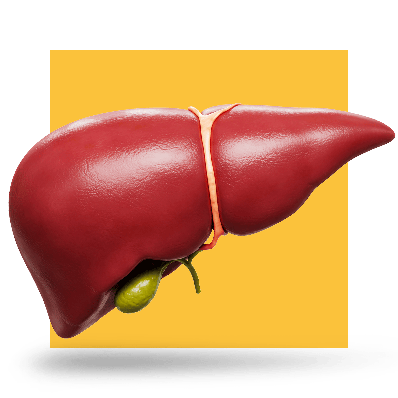 image of a pancreas