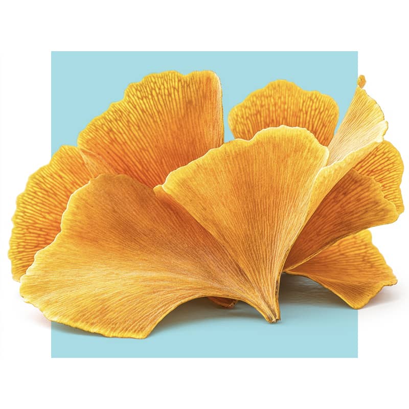 image of ginkgo biloba