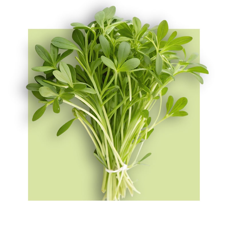 image of alfalfa