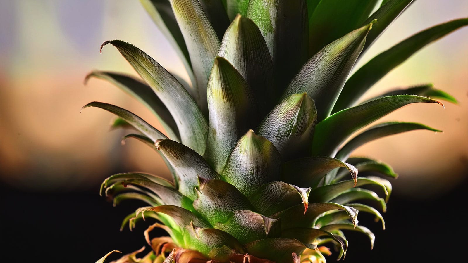 image of pineapple stem