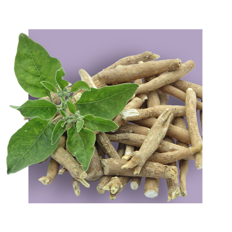 image of ashwaghanda root extract