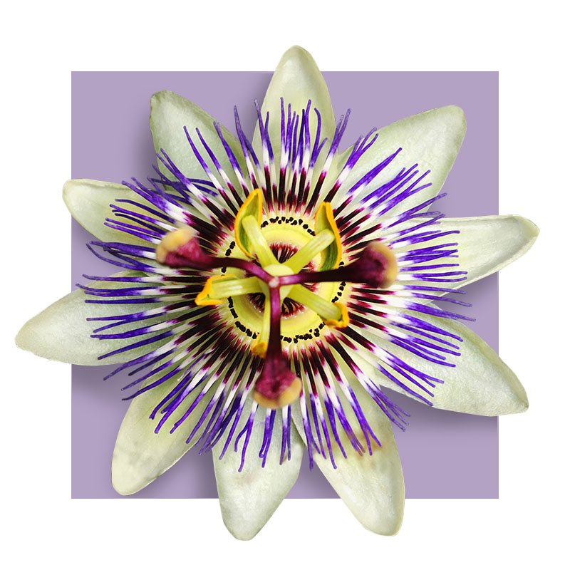 image of passion flower
