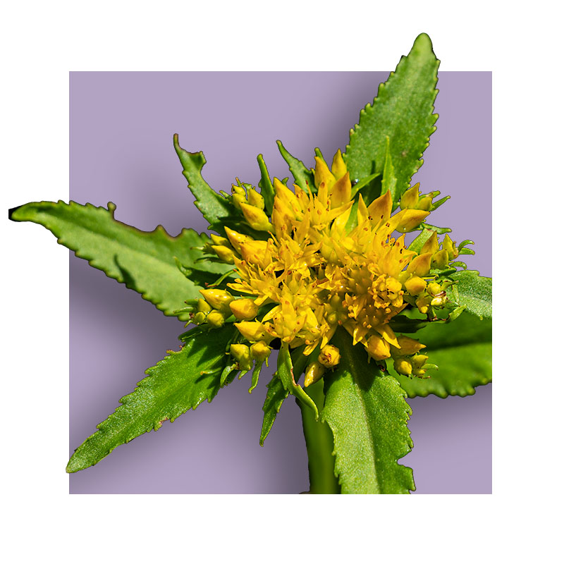 image of rhodiola flower