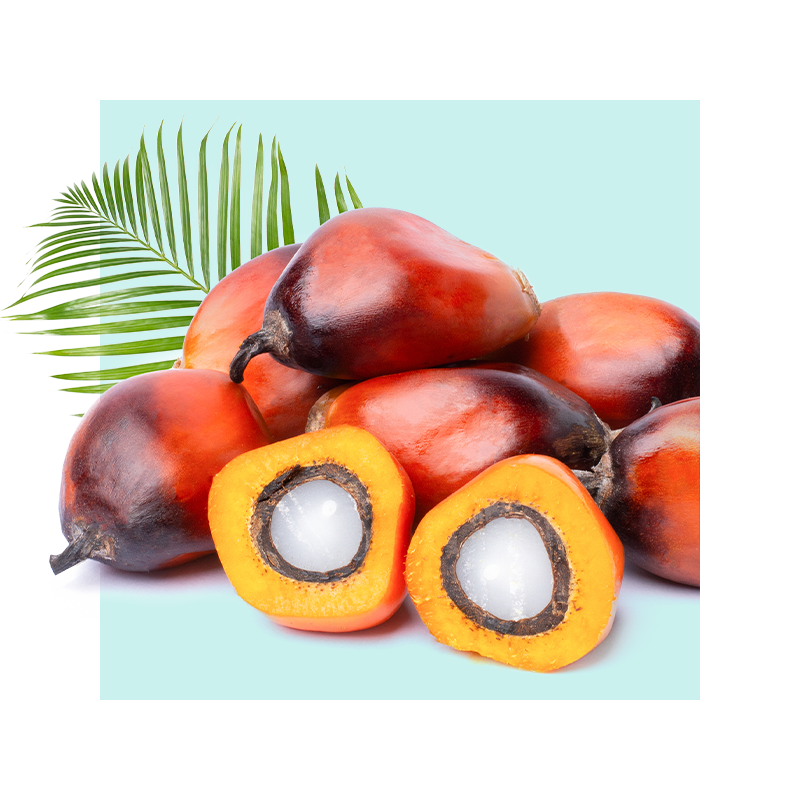 image of palm fruit