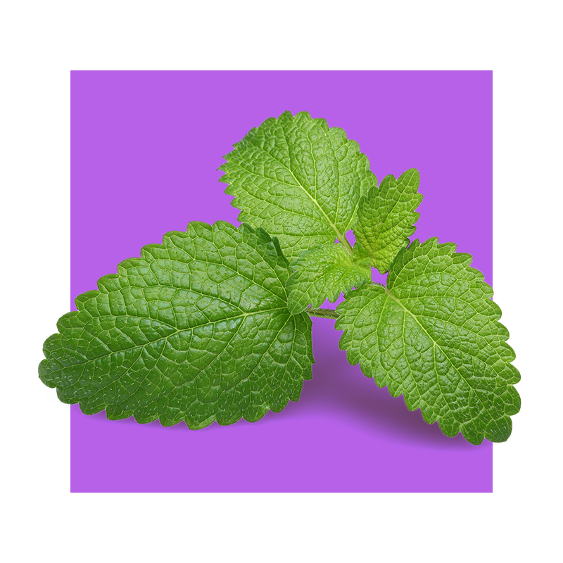 image of lemon balm