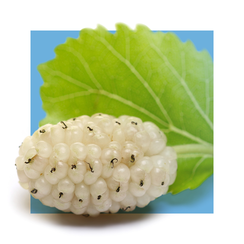 image of white mulberry