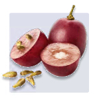 Image of a grape and its seeds