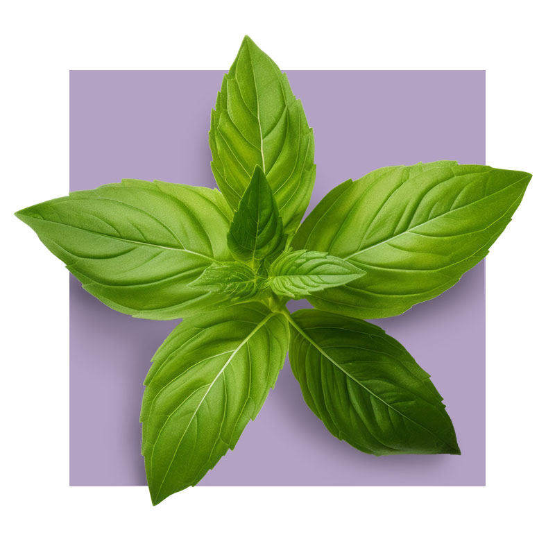 image of holy basil leaf