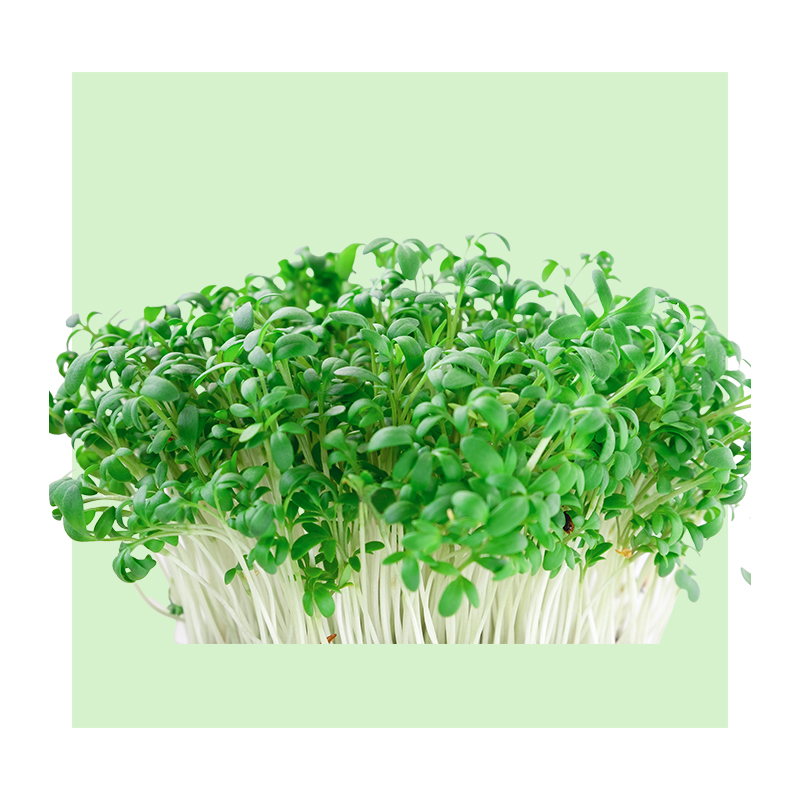 image of alfalfa grass