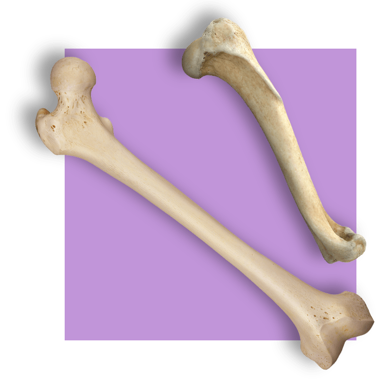 image of bones