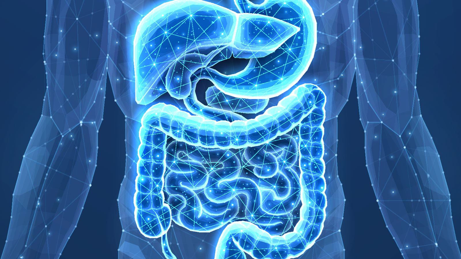 image of human digestive system