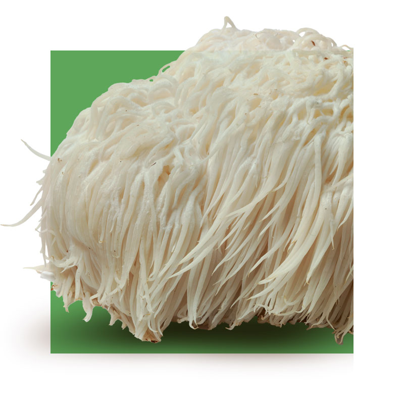 image of Lion's Mane Mushroom