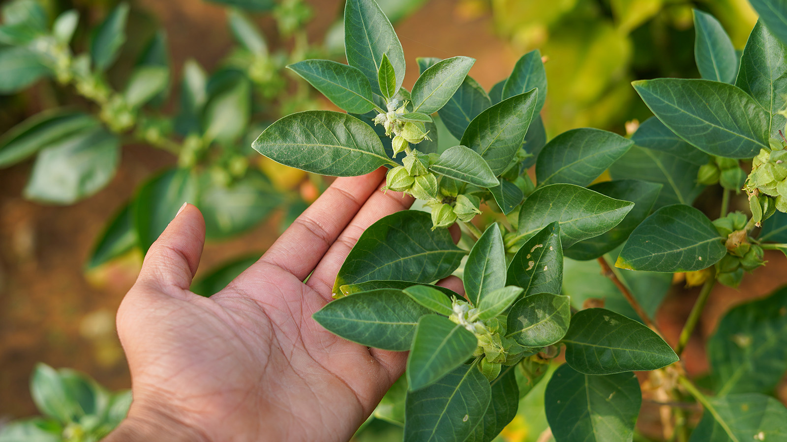 image of Ashwagandha, Withania somnifera