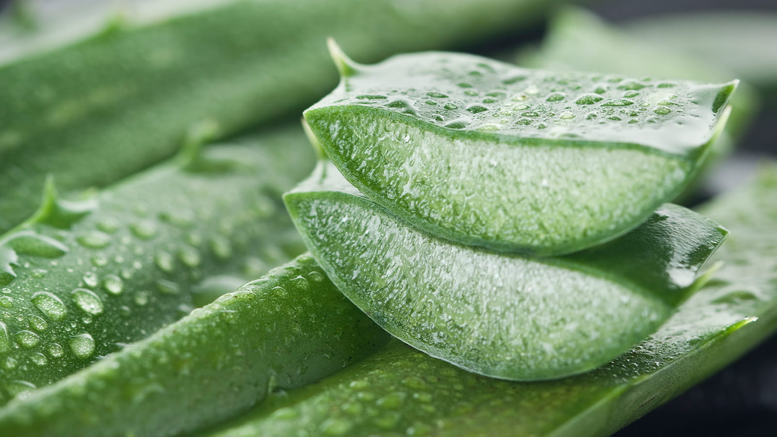 aloe leaf
