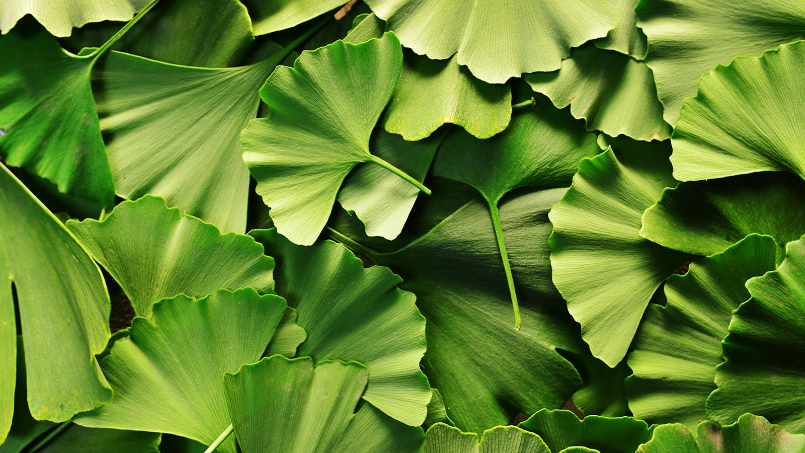 image of Gingko Biloba