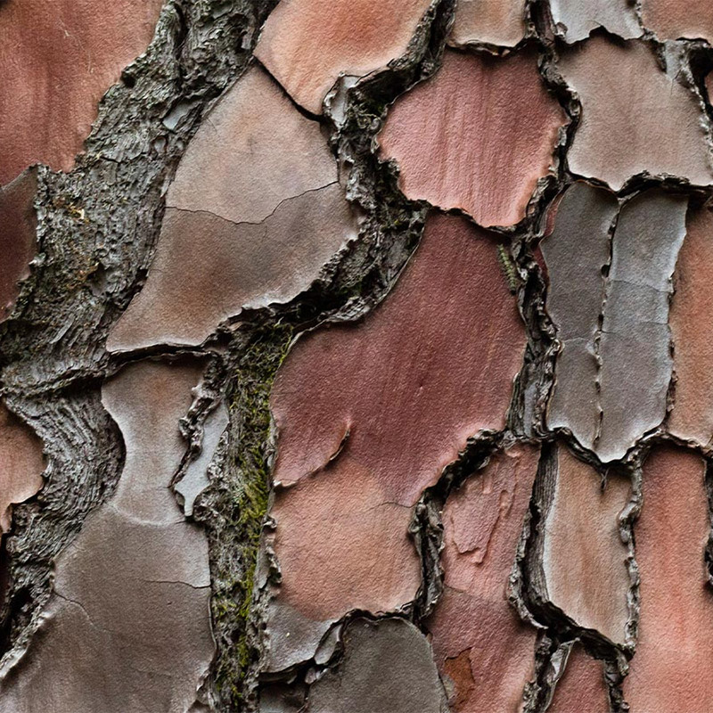 image of pine bark