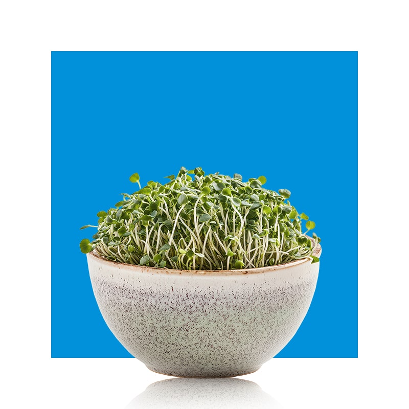 sprouts in a bowl