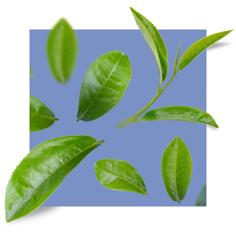 image of green tea leaves