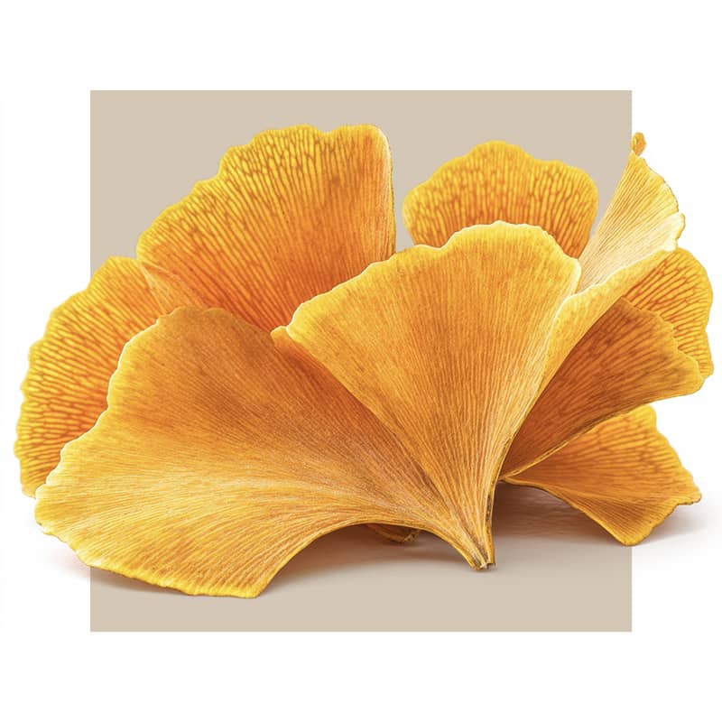Ginkgo leaves