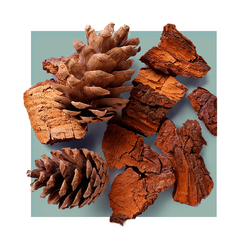 image of Pine Bark