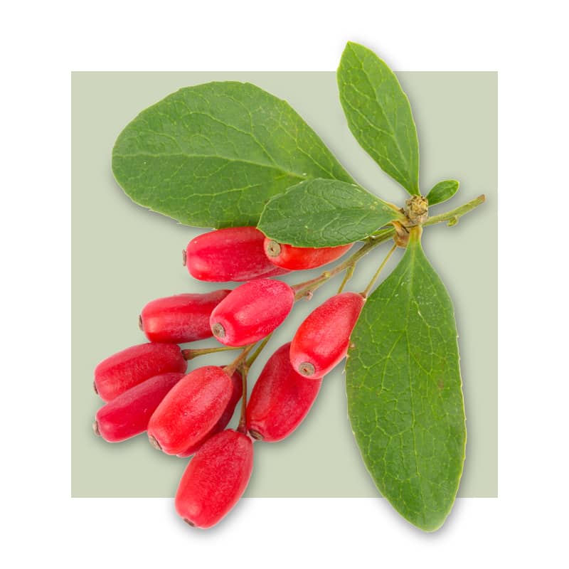 image of berberine