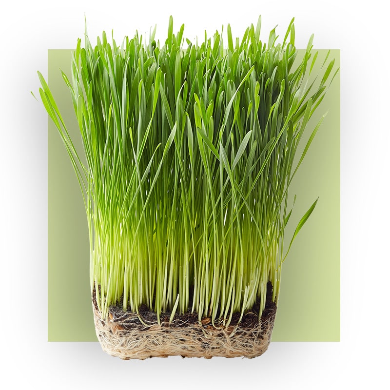 image of wheat grass