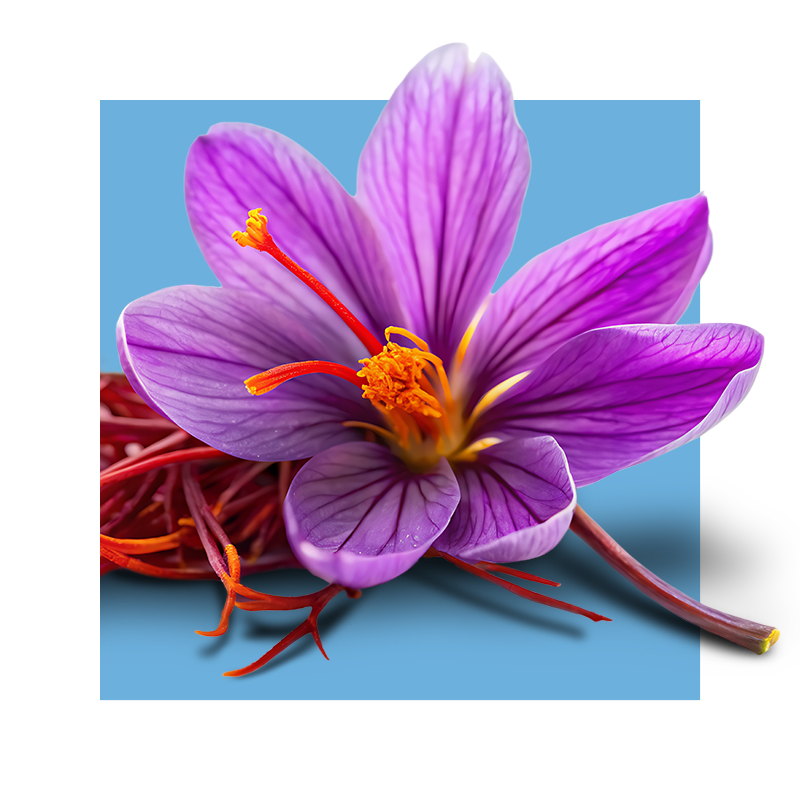 image of saffron flower