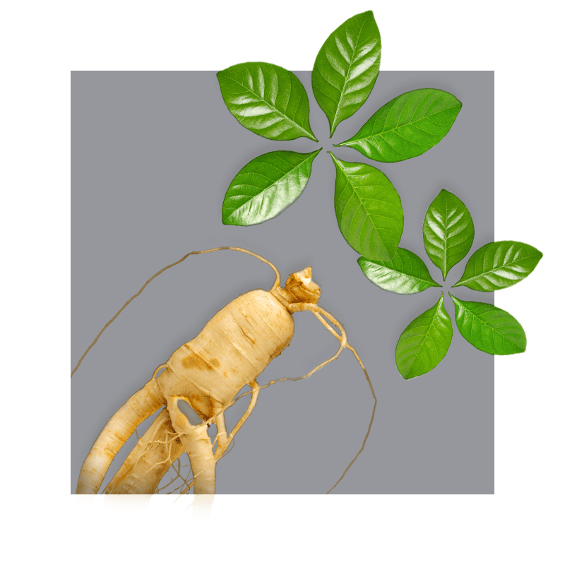 image of ginseng