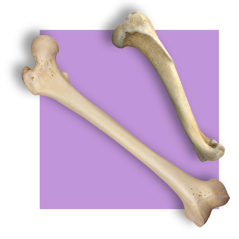 image of two bones