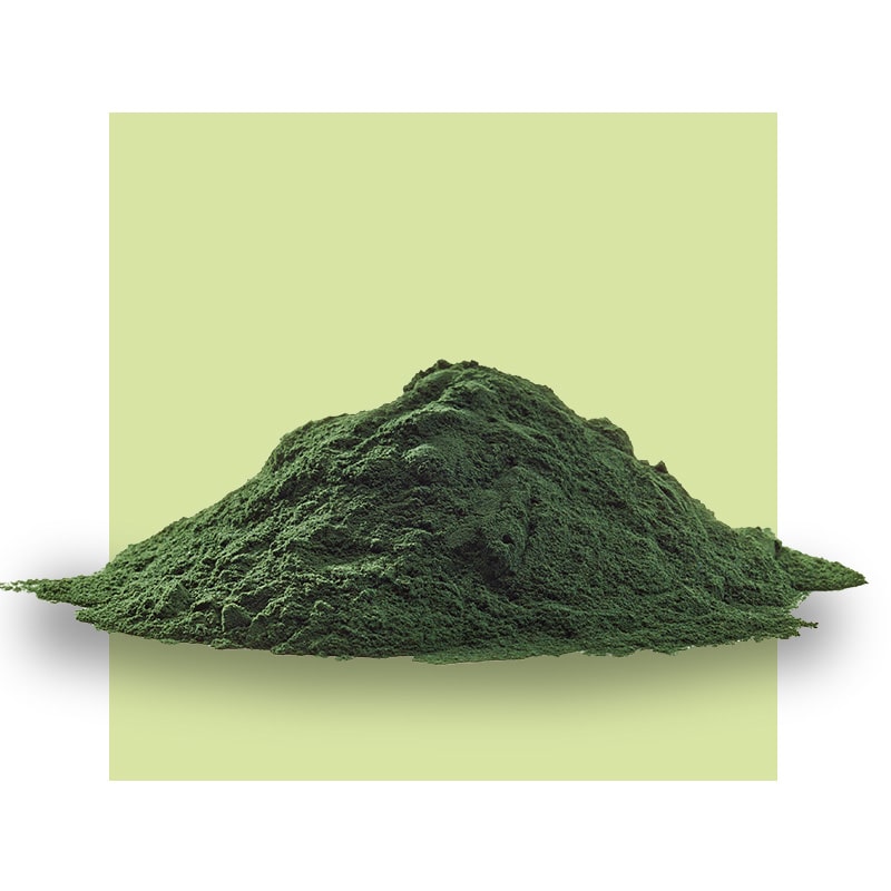 image of chlorella