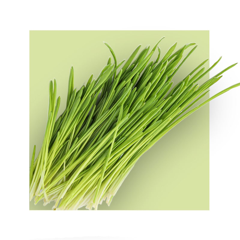 image of barley grass