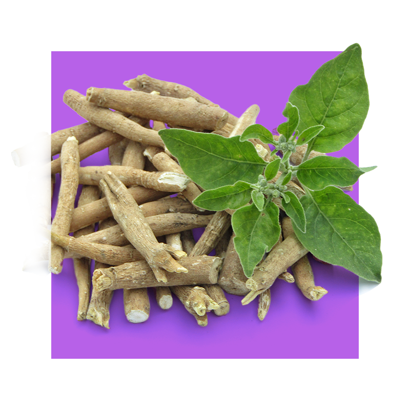 image of ashwagandha