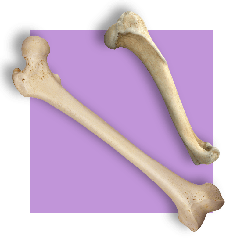image of bones