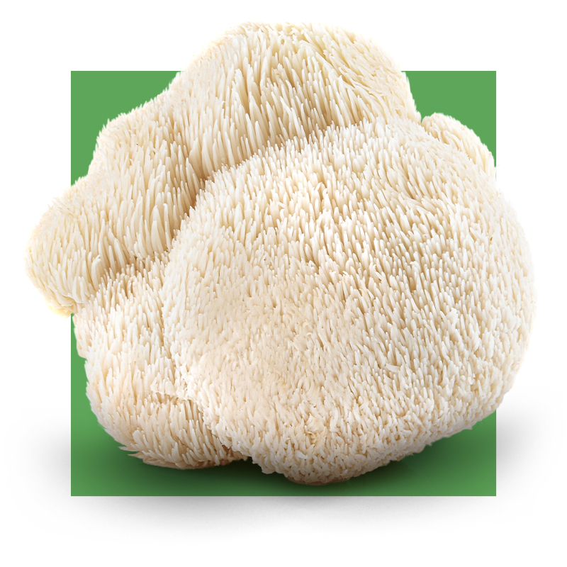 image of lion's mane mushroom
