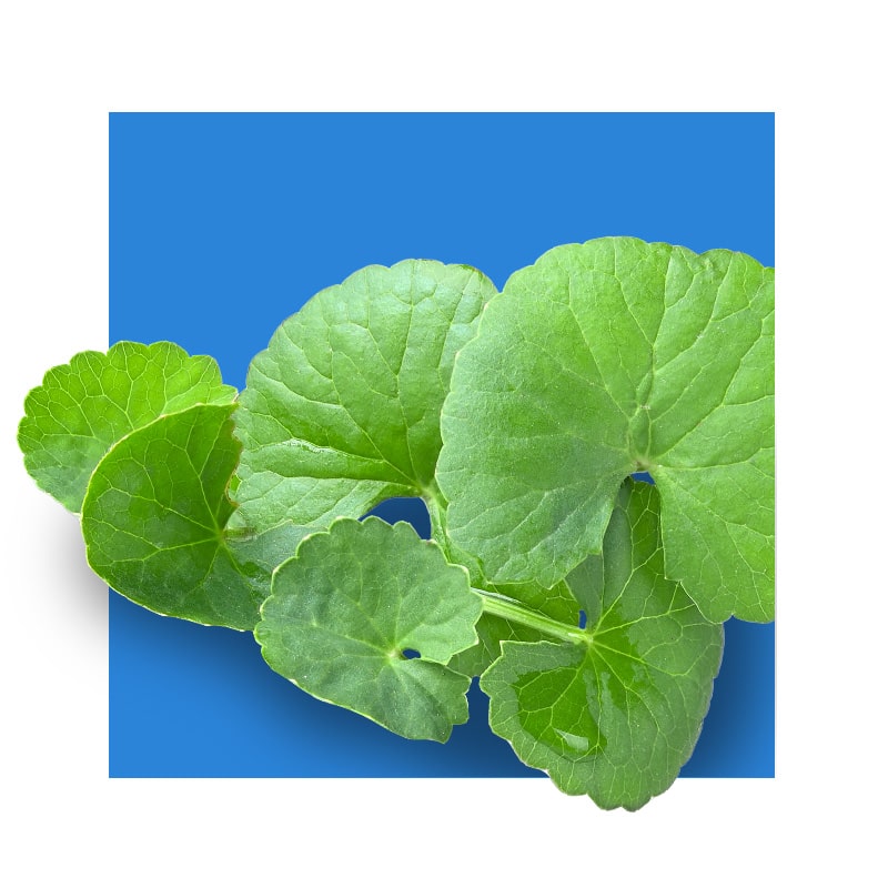 Gotu Kola leaf