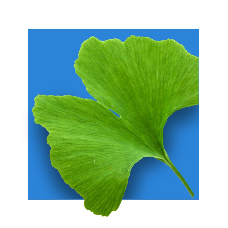 the ginkgo biloba leaf