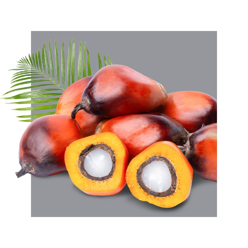 image of palm fruit