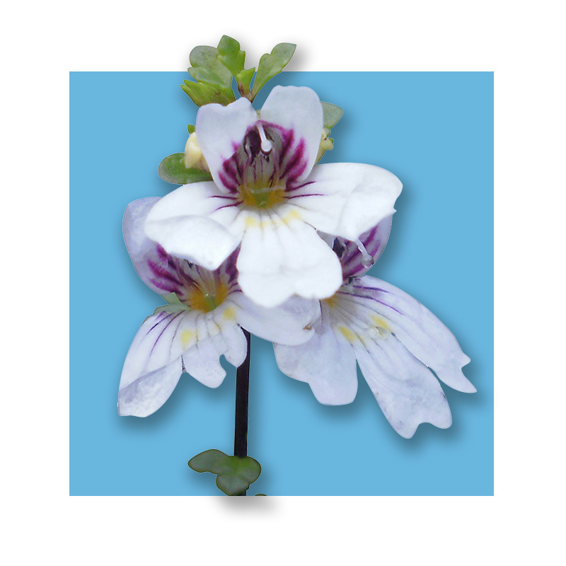 image of a flower