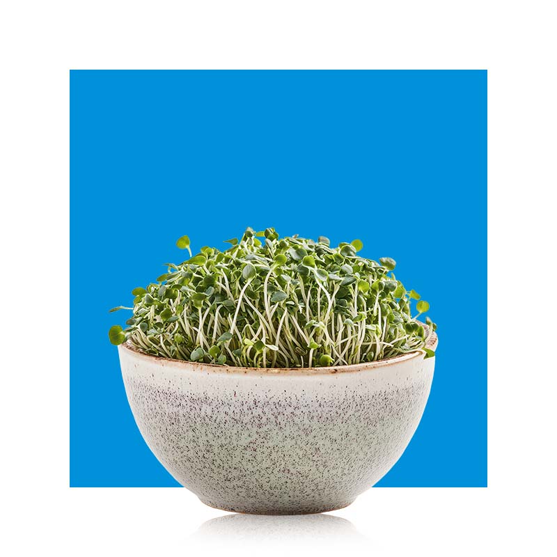 image of a bowl of sprouts
