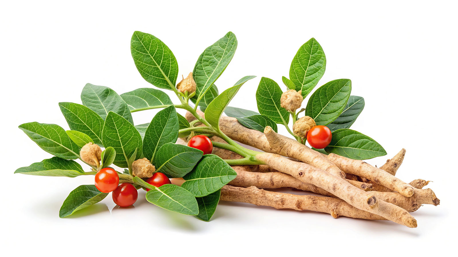 image of ashwagandha fruit, leaves, and root