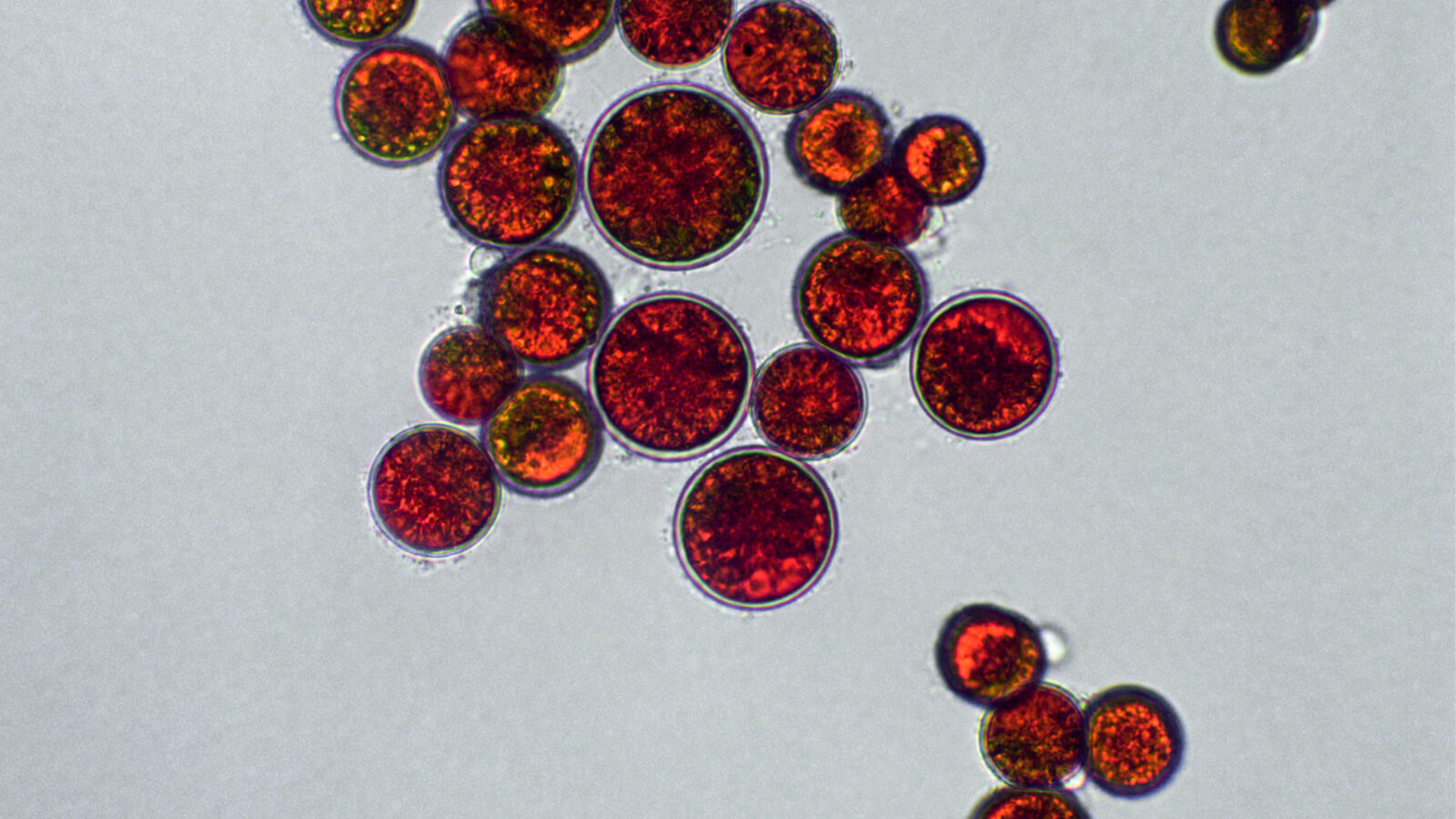 image of astaxanthin