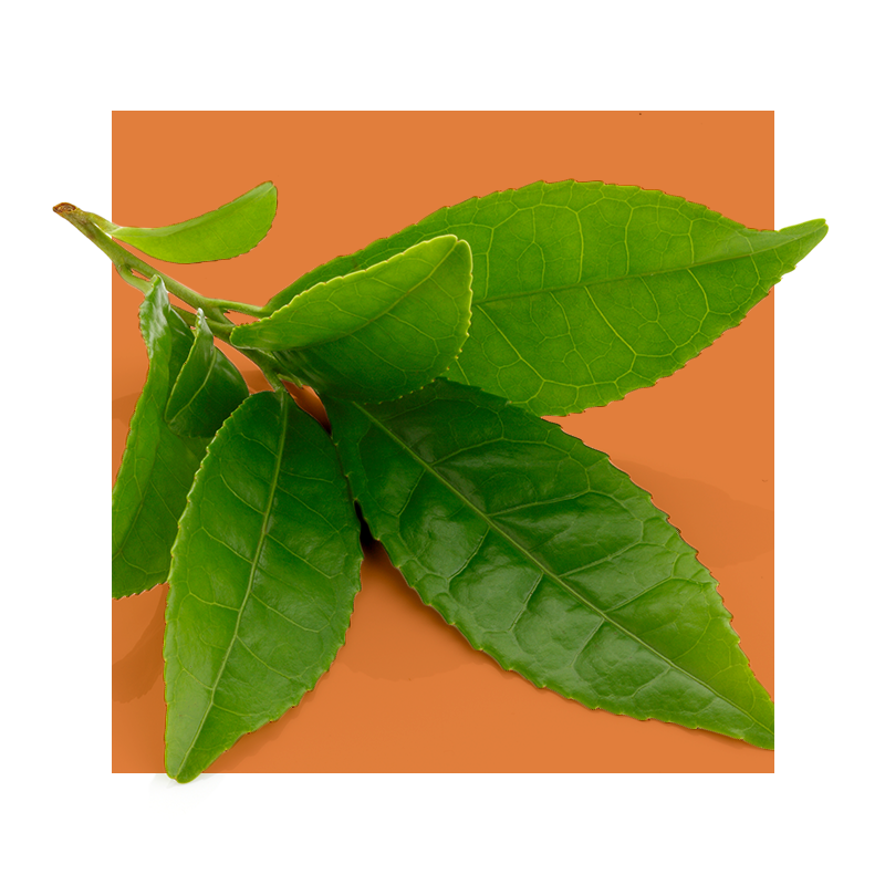 image of green tea leaves