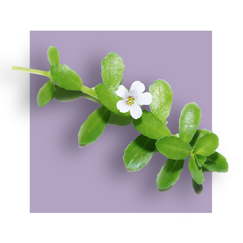 image of bacopa monniera leaf