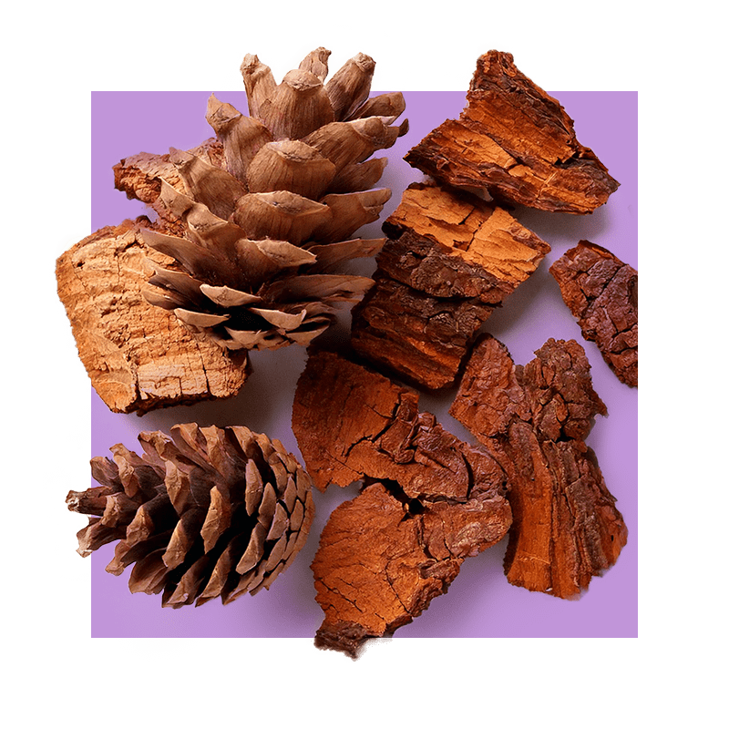 image of pine bark