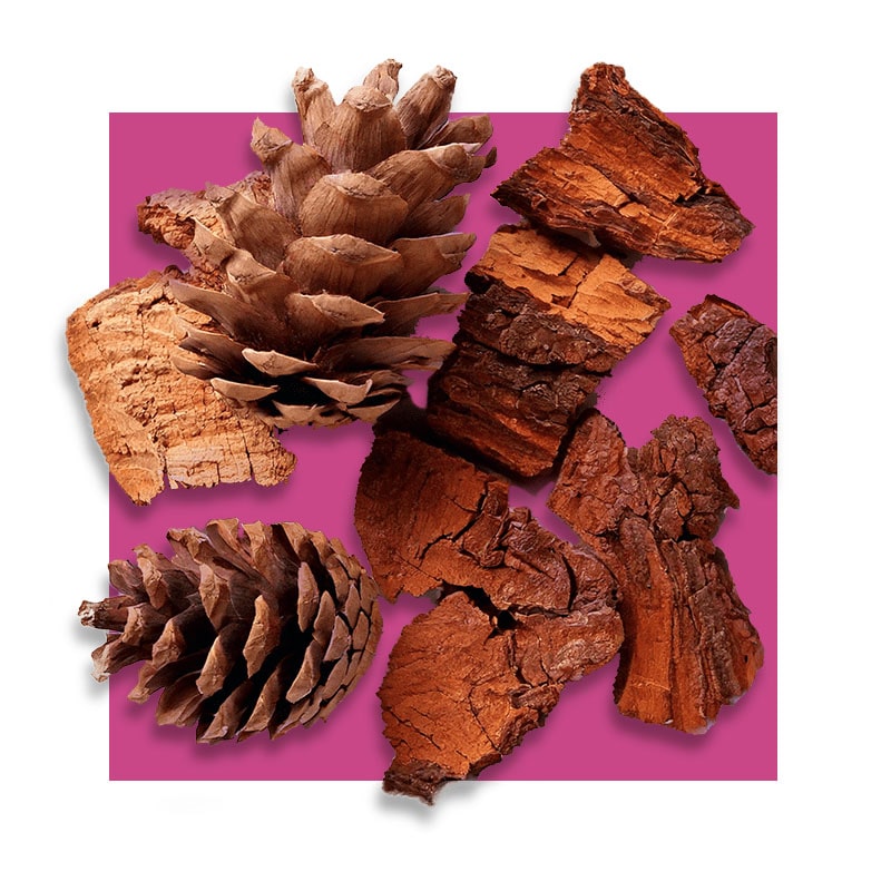image of pine bark