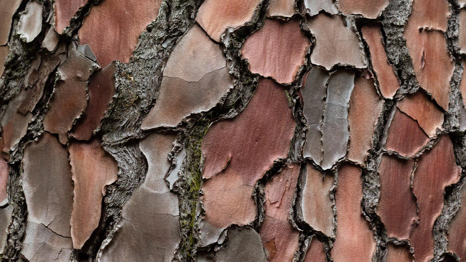 close-up image of pine bark