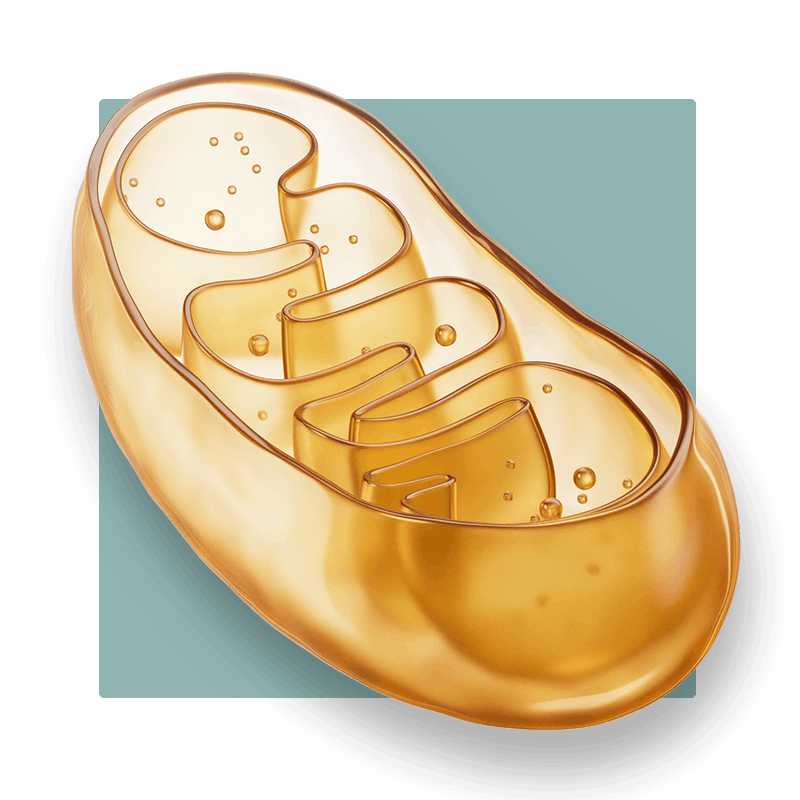 image of a mitochondria