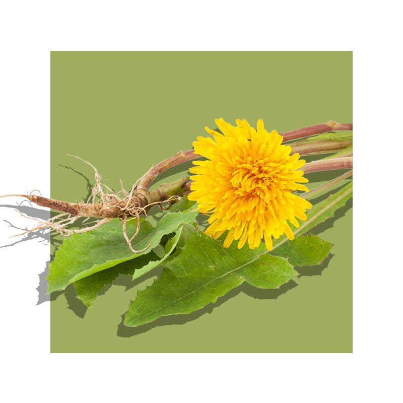 image of a dandelion