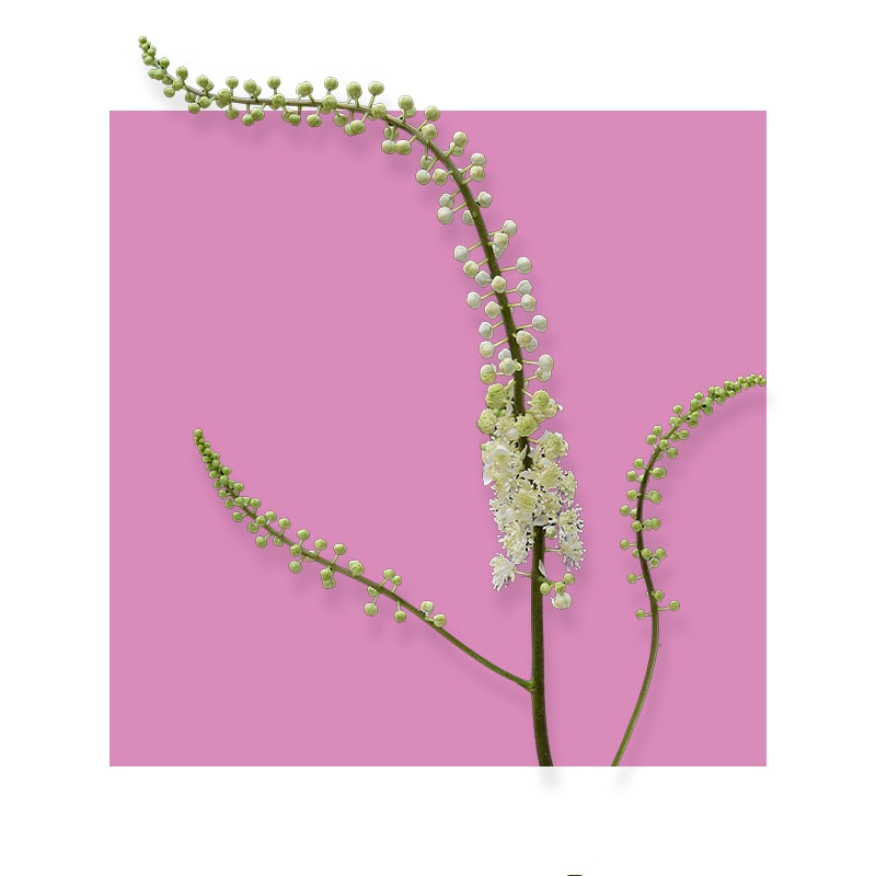 image of Black Cohosh